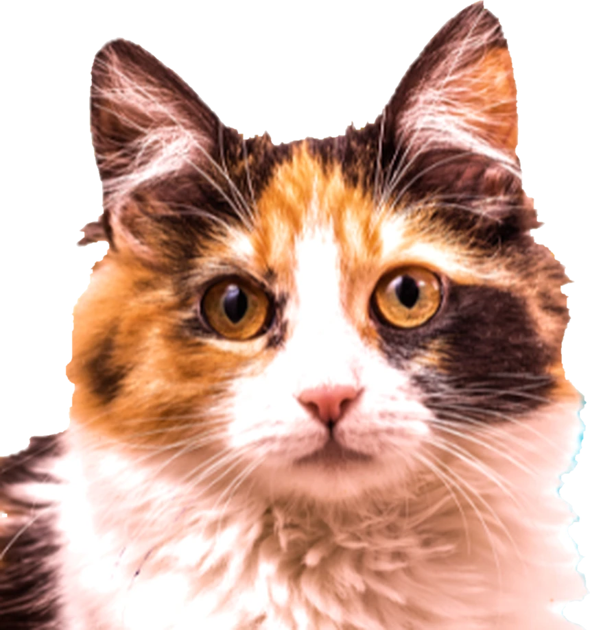 Gato atendido na Troya