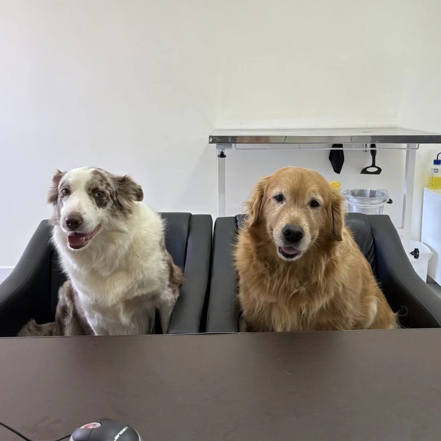 Dois cachorros esperando atendimento na Troya